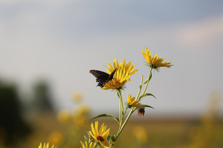 Full Size Image = 432 K