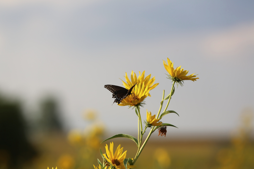 Full Size Image = 423 K