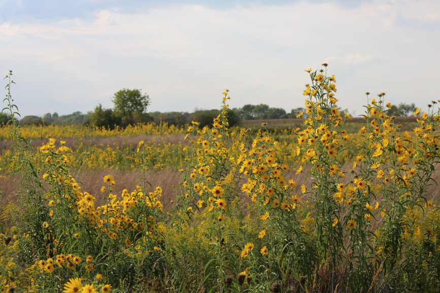 Full Size Image = 1753 K