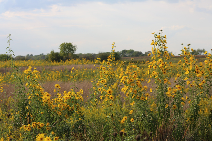 Full Size Image = 1452 K