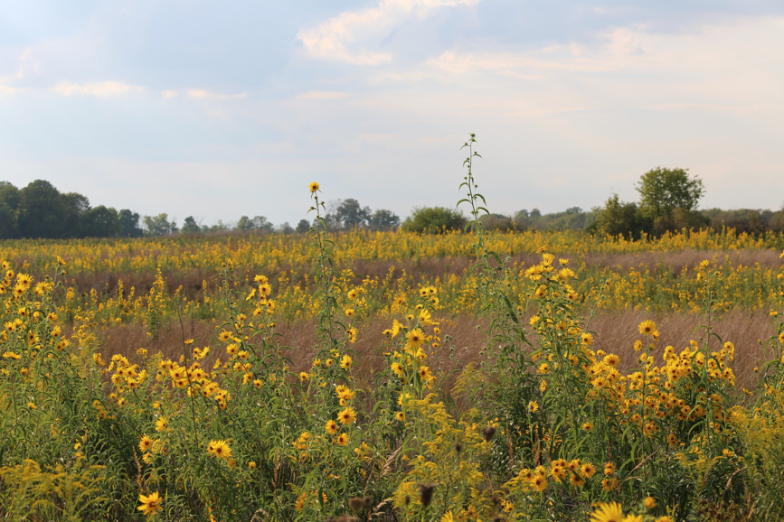 Full Size Image = 1661 K