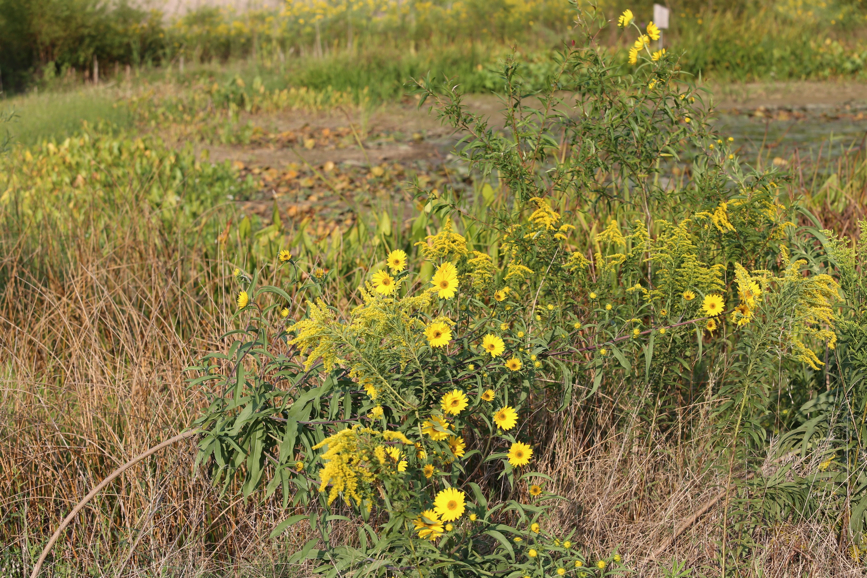 Full Size Image = 2167 K