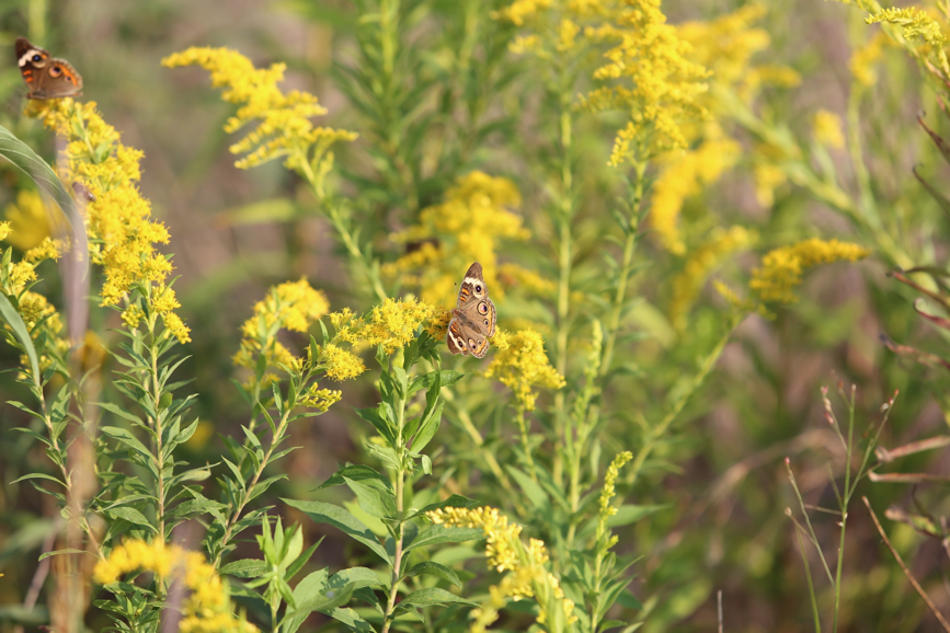 Full Size Image = 915 K