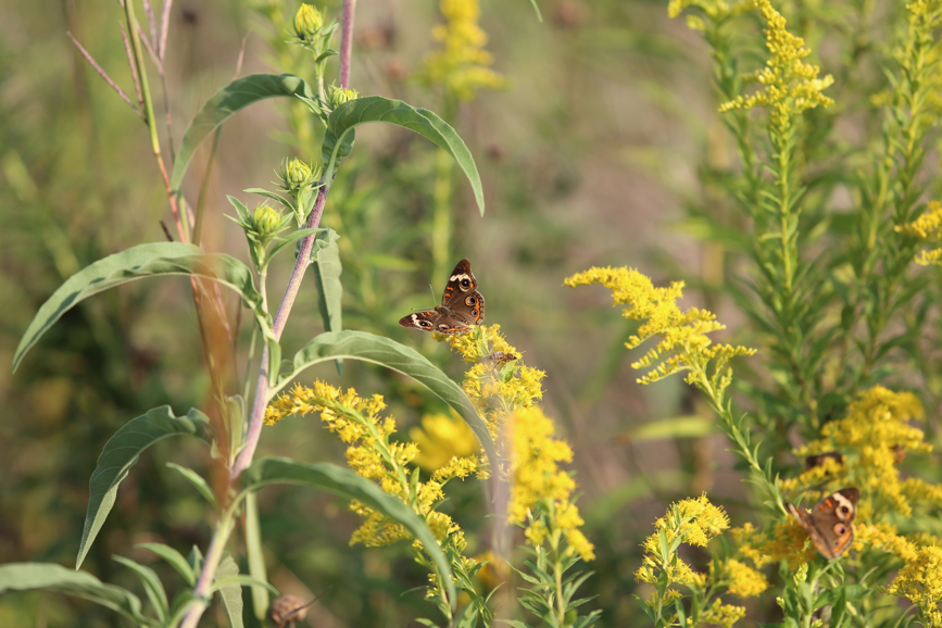 Full Size Image = 865 K