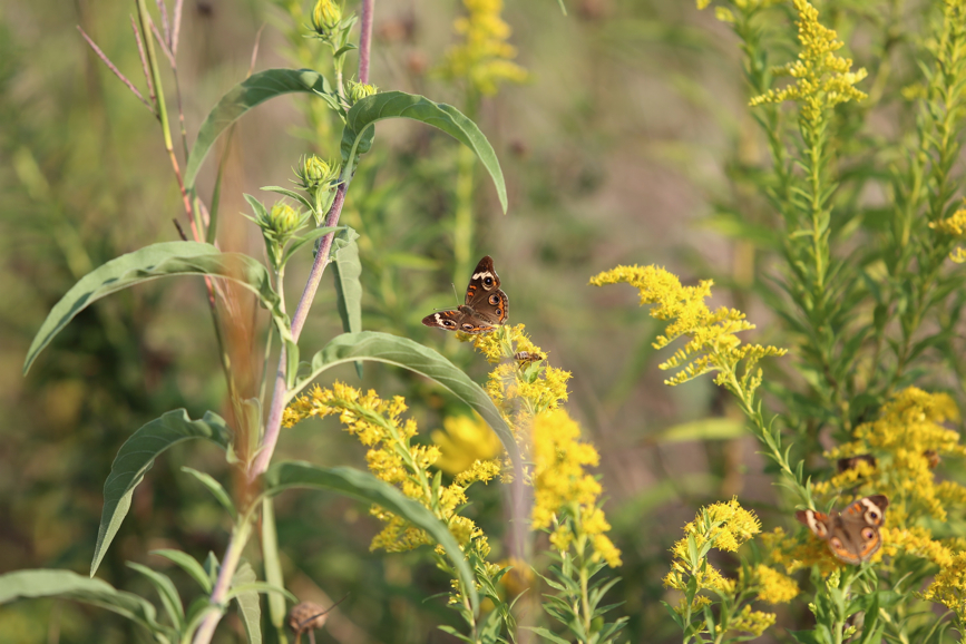 Full Size Image = 862 K