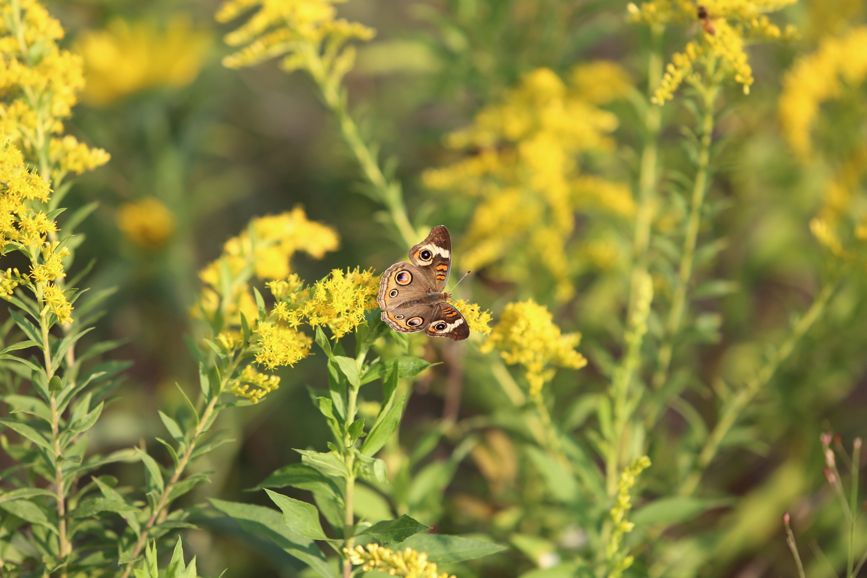 Full Size Image = 766 K