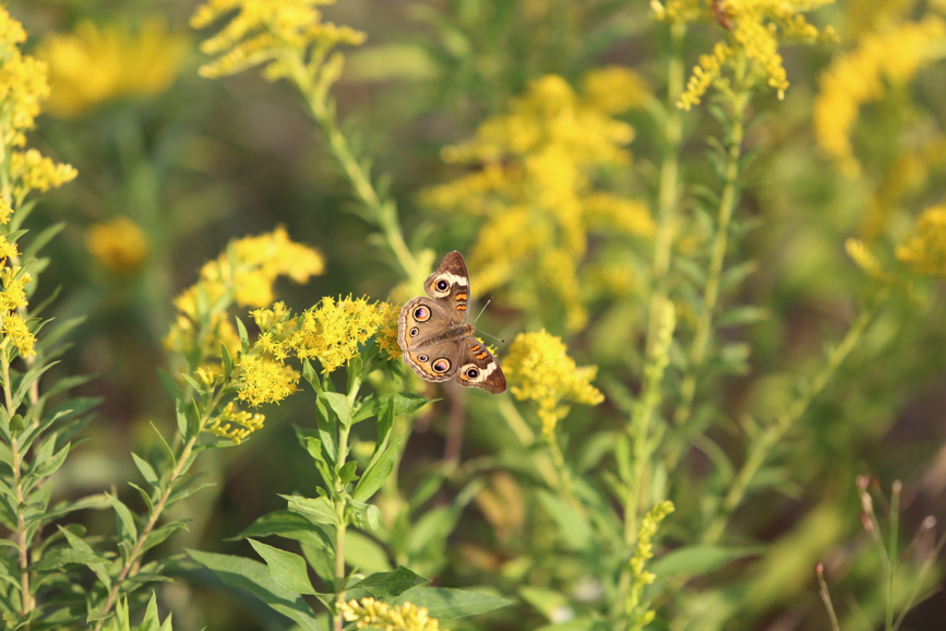 Full Size Image = 751 K