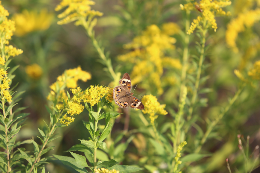 Full Size Image = 760 K