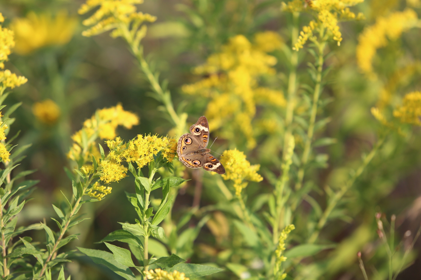 Full Size Image = 775 K