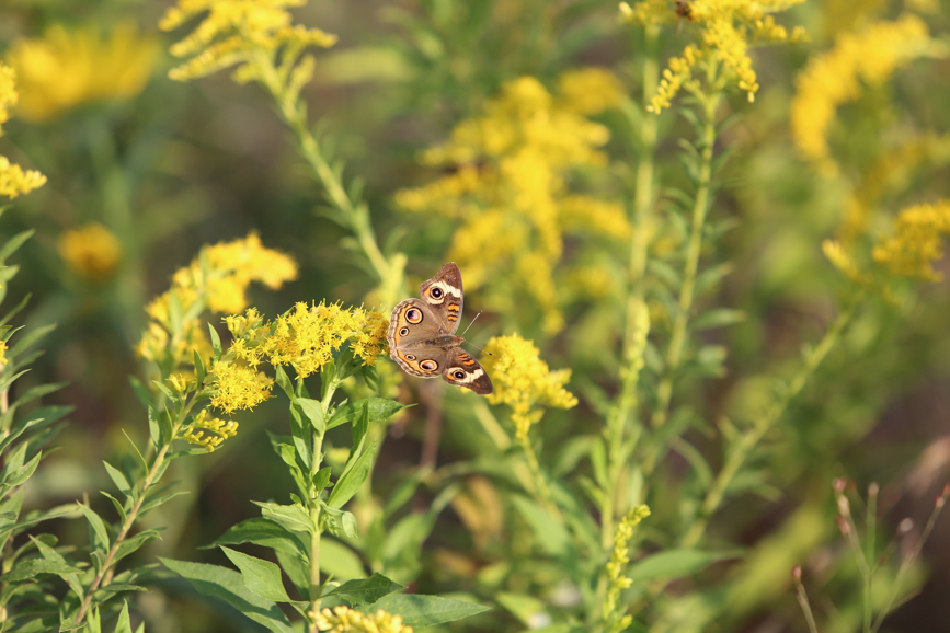 Full Size Image = 755 K