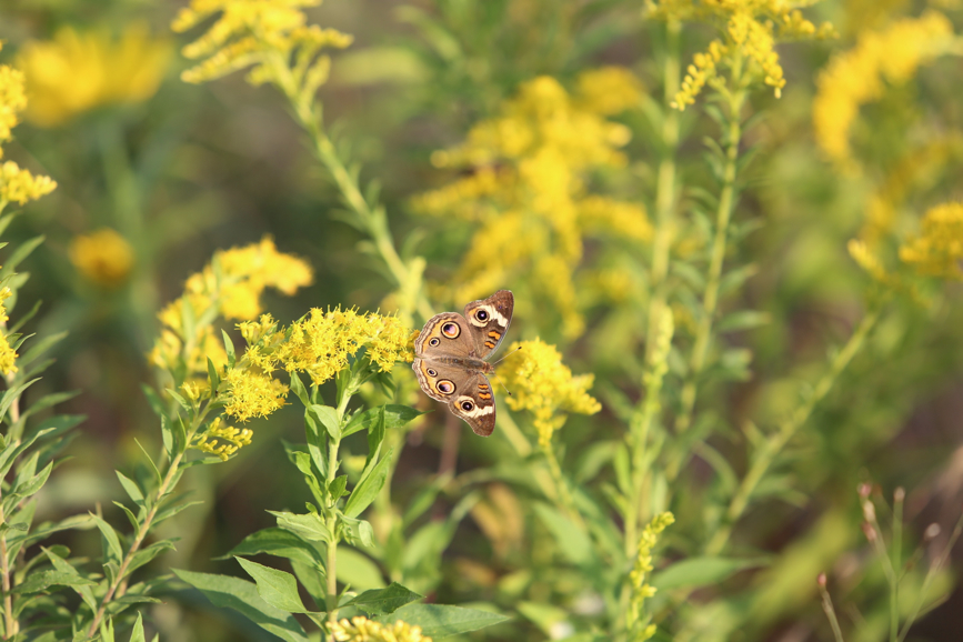 Full Size Image = 765 K