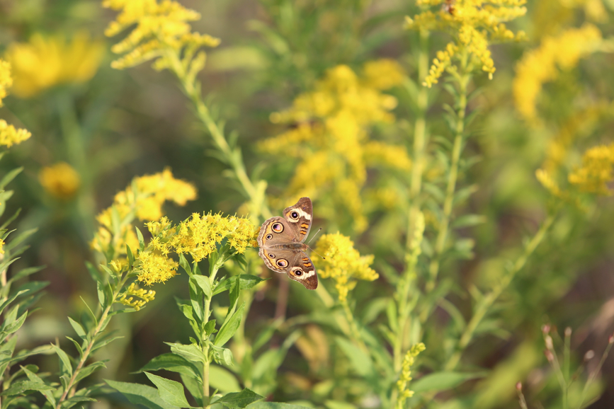 Full Size Image = 747 K