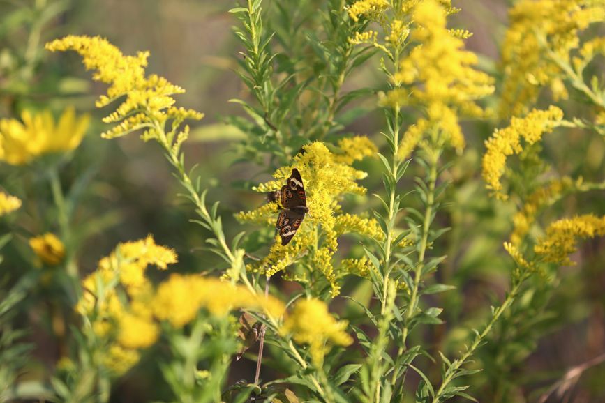 Full Size Image = 942 K