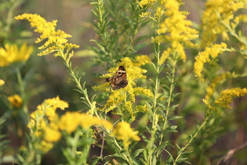 Full Size Image = 939 K