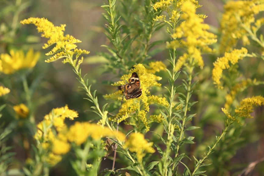 Full Size Image = 937 K