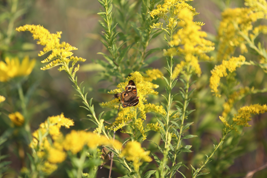 Full Size Image = 930 K