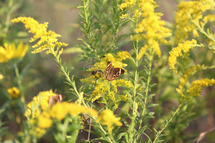 Full Size Image = 959 K