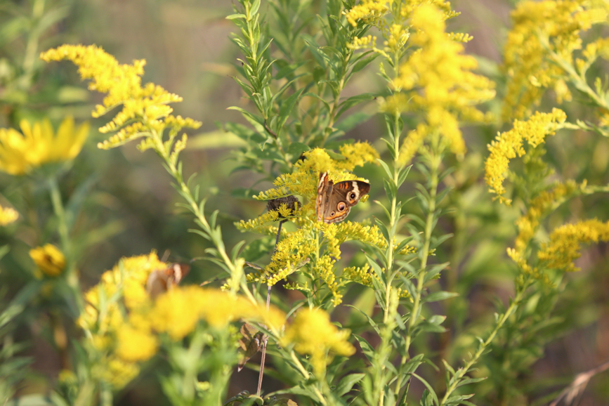 Full Size Image = 957 K