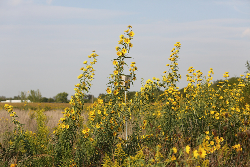 Full Size Image = 1532 K