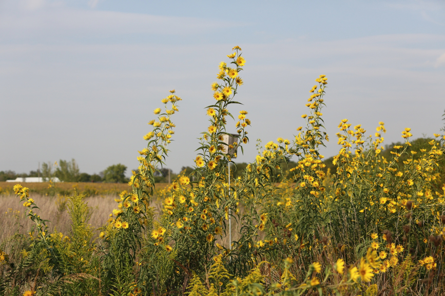 Full Size Image = 1521 K