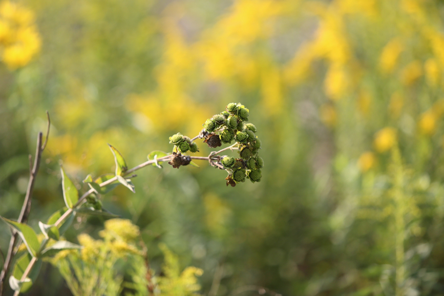 Full Size Image = 708 K