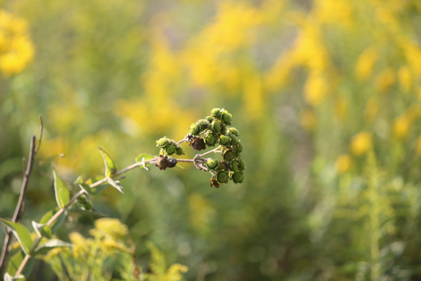 Full Size Image = 685 K