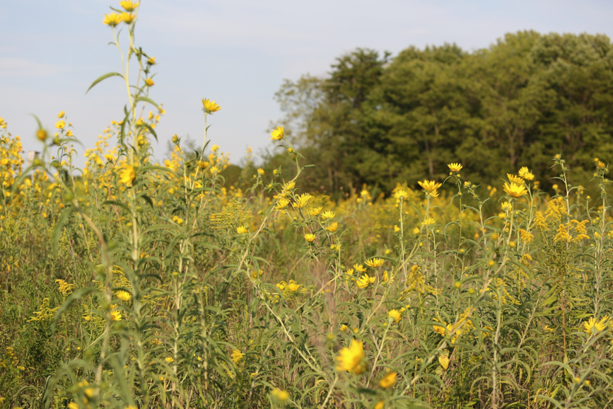 Full Size Image = 1426 K