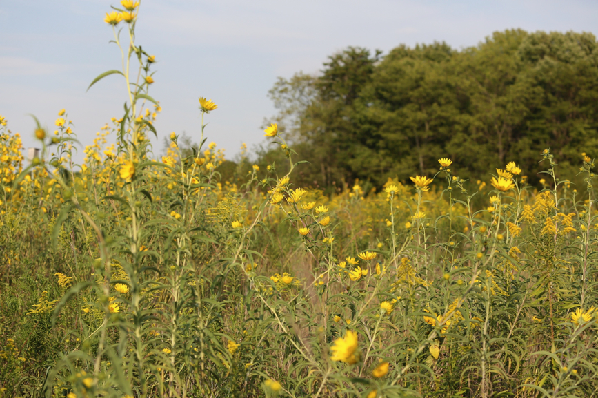 Full Size Image = 1445 K