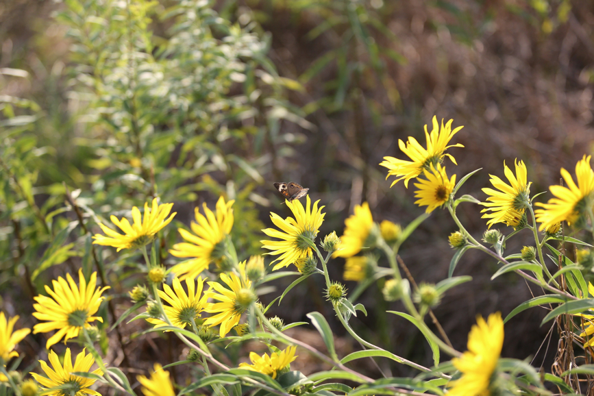 Full Size Image = 1081 K