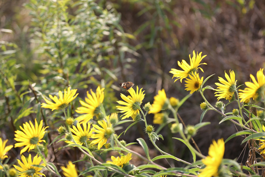 Full Size Image = 1086 K