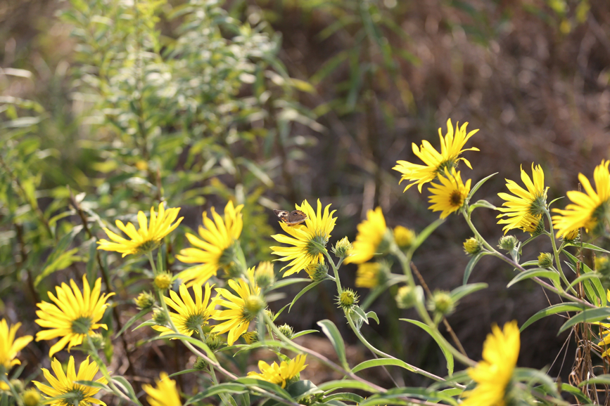 Full Size Image = 1075 K