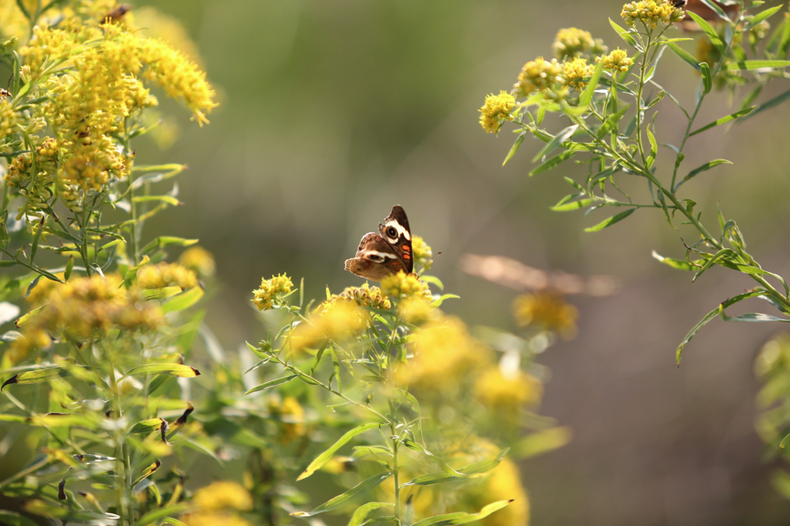 Full Size Image = 966 K