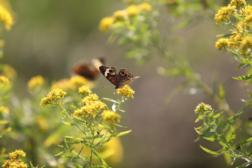 Full Size Image = 797 K