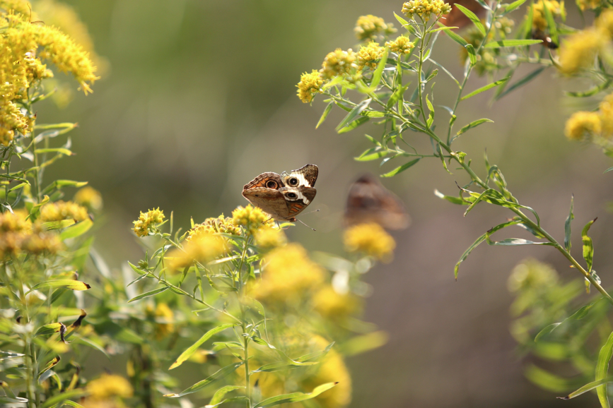 Full Size Image = 925 K