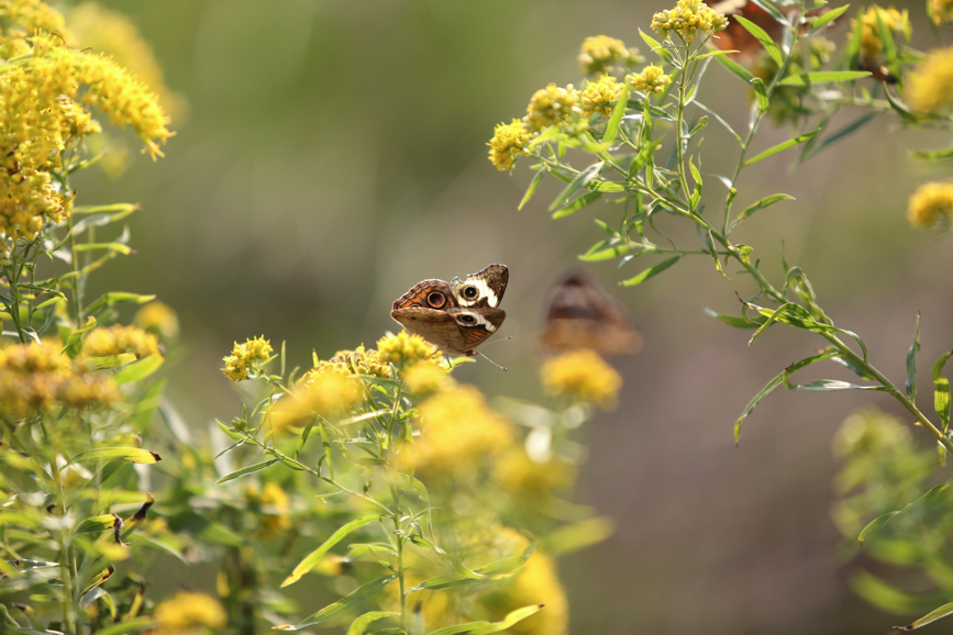 Full Size Image = 923 K