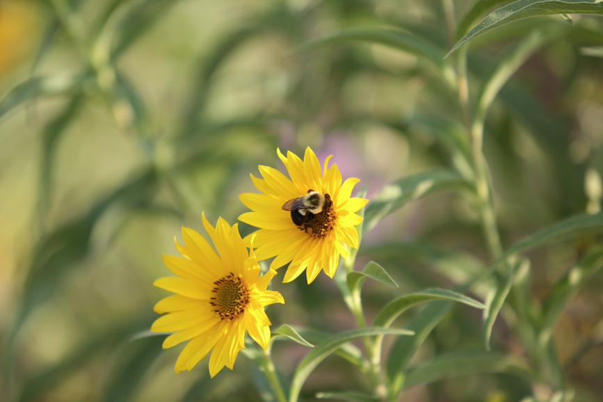 Full Size Image = 741 K