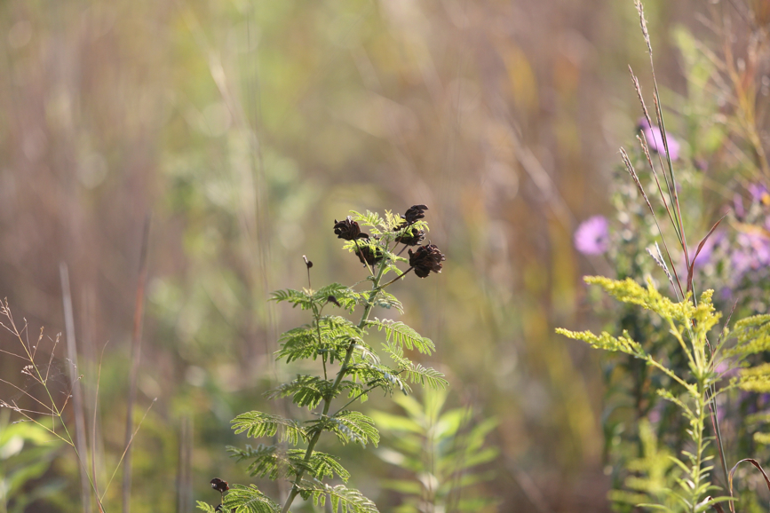 Full Size Image = 960 K