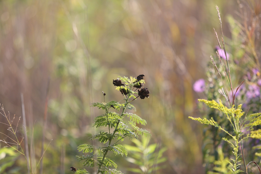 Full Size Image = 948 K