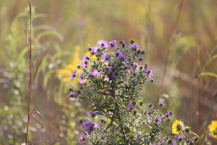 Full Size Image = 1062 K