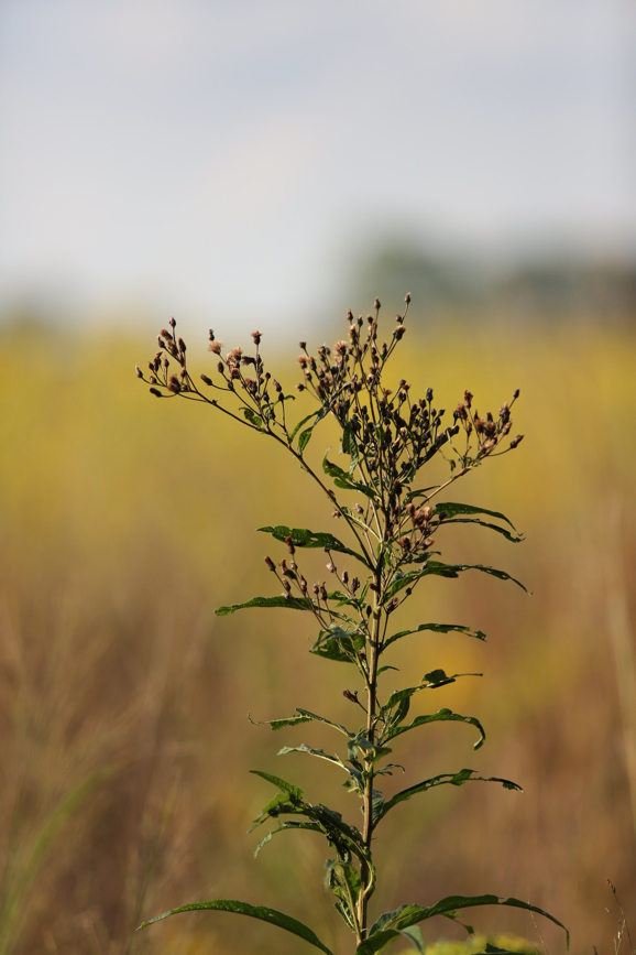 Full Size Image = 411 K