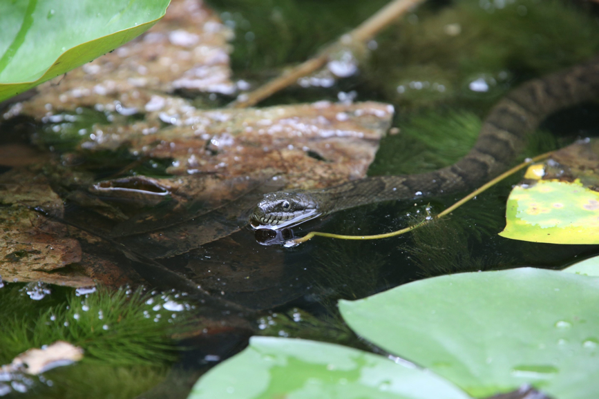 Full Size Image = 549 K