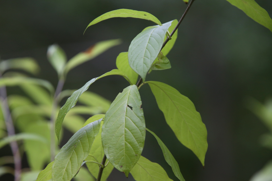 Full Size Image = 799 K