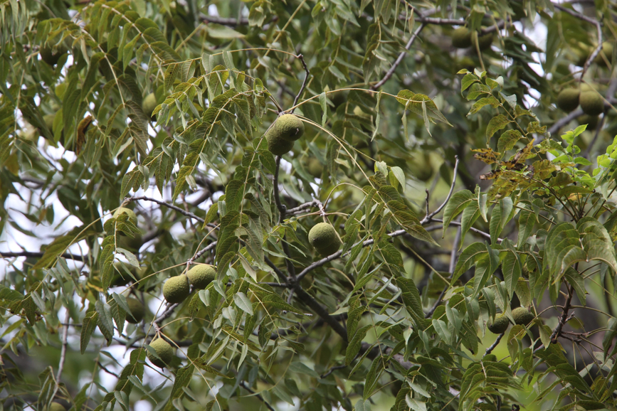 Full Size Image = 1495 K