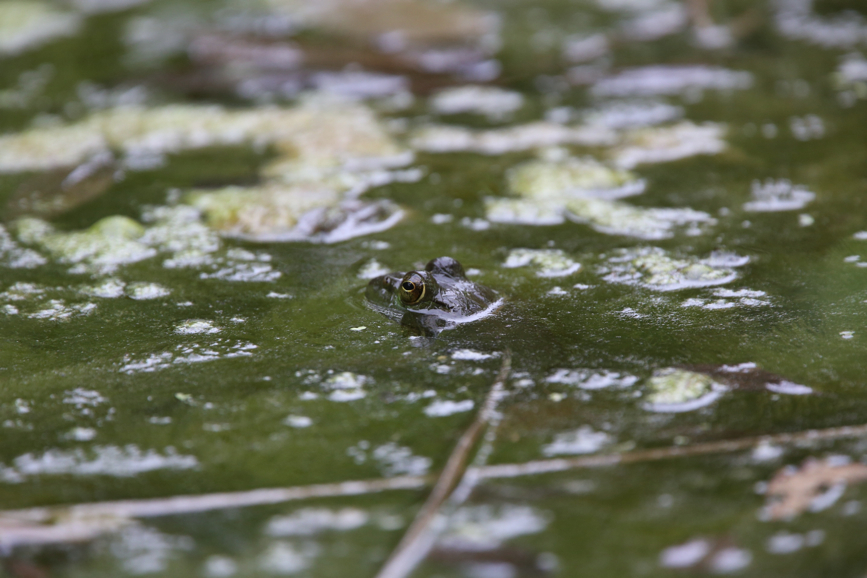 Full Size Image = 929 K