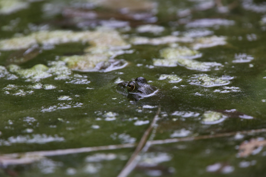 Full Size Image = 964 K