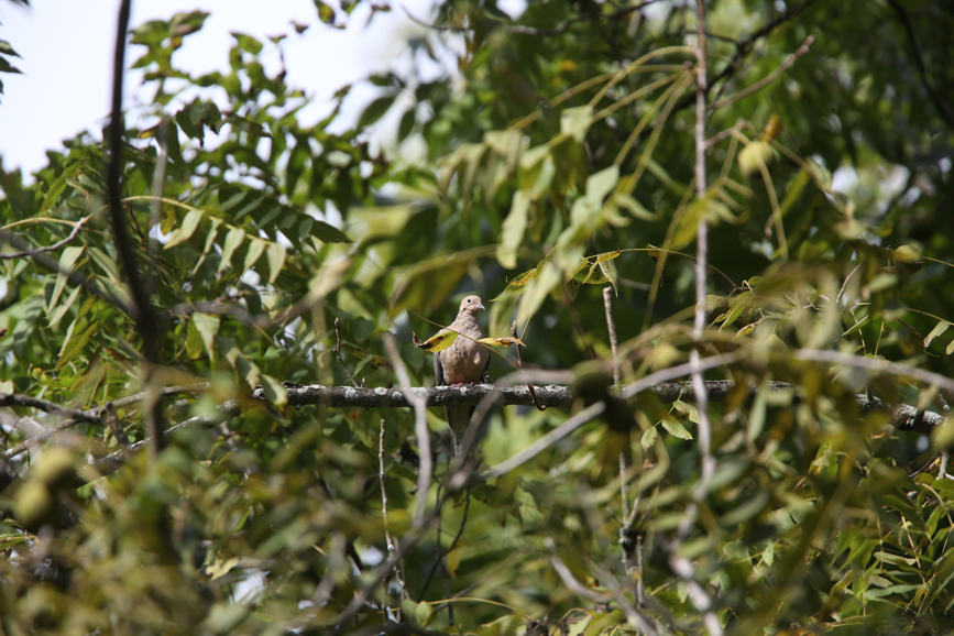 Full Size Image = 1009 K