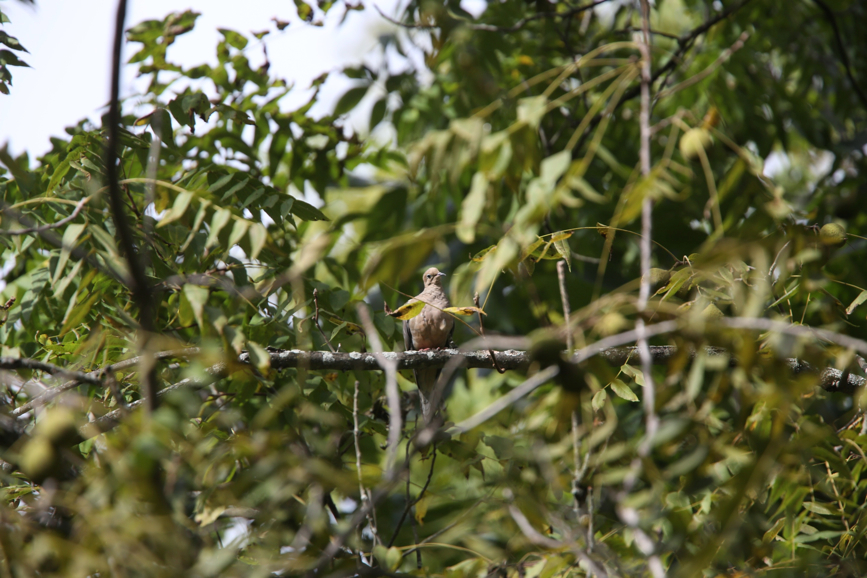 Full Size Image = 986 K