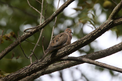 Full Size Image = 317 K