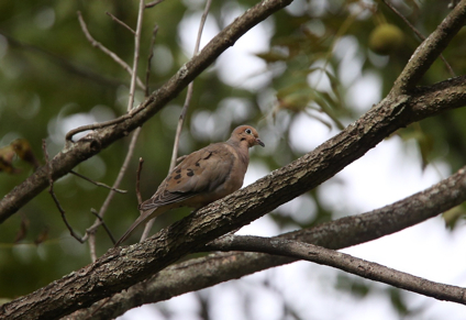 Full Size Image = 353 K