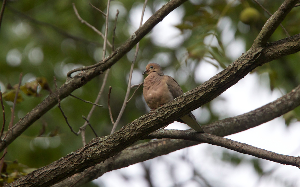 Full Size Image = 735 K